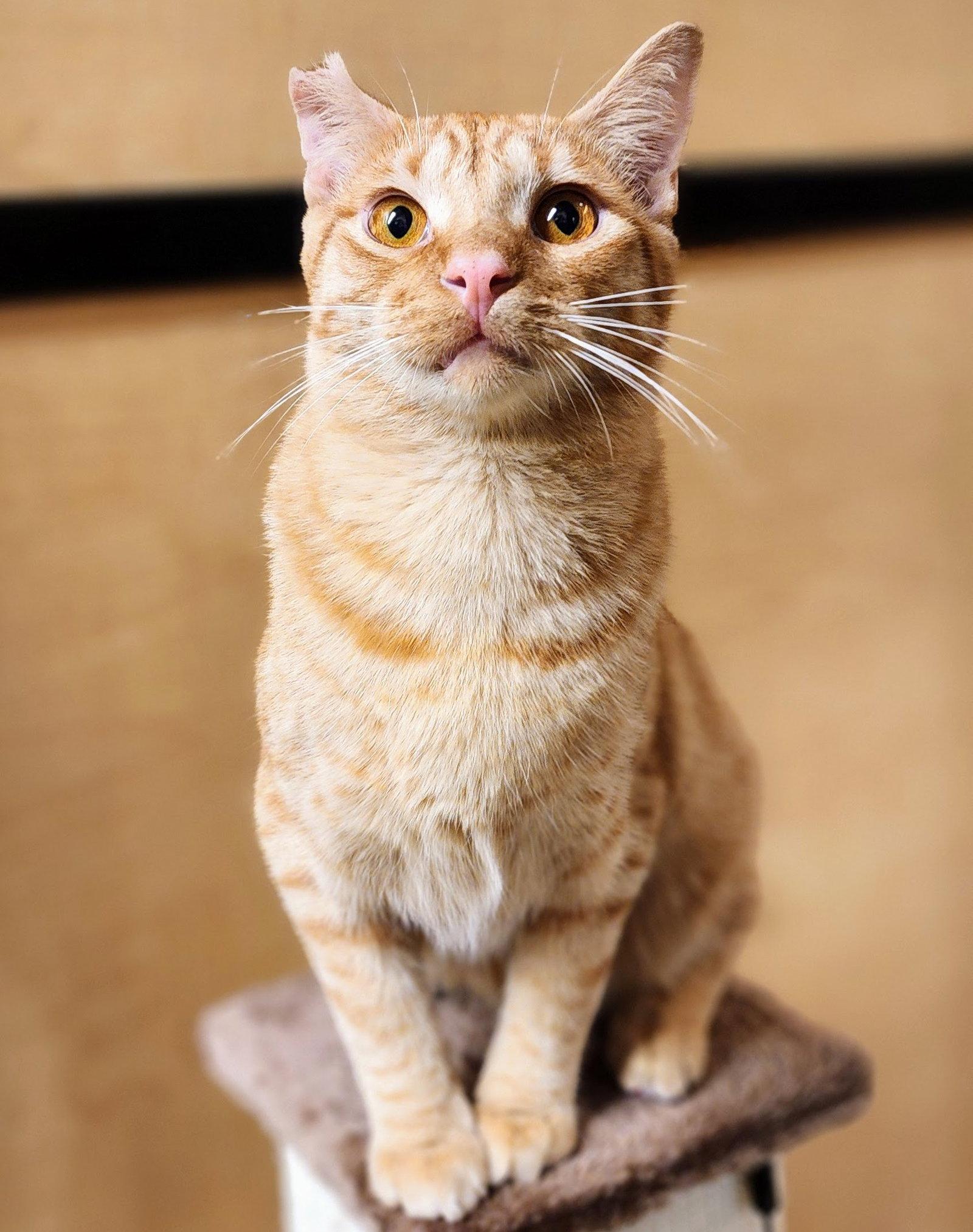 Ralphie, Adoptable, Young Male Tabby.