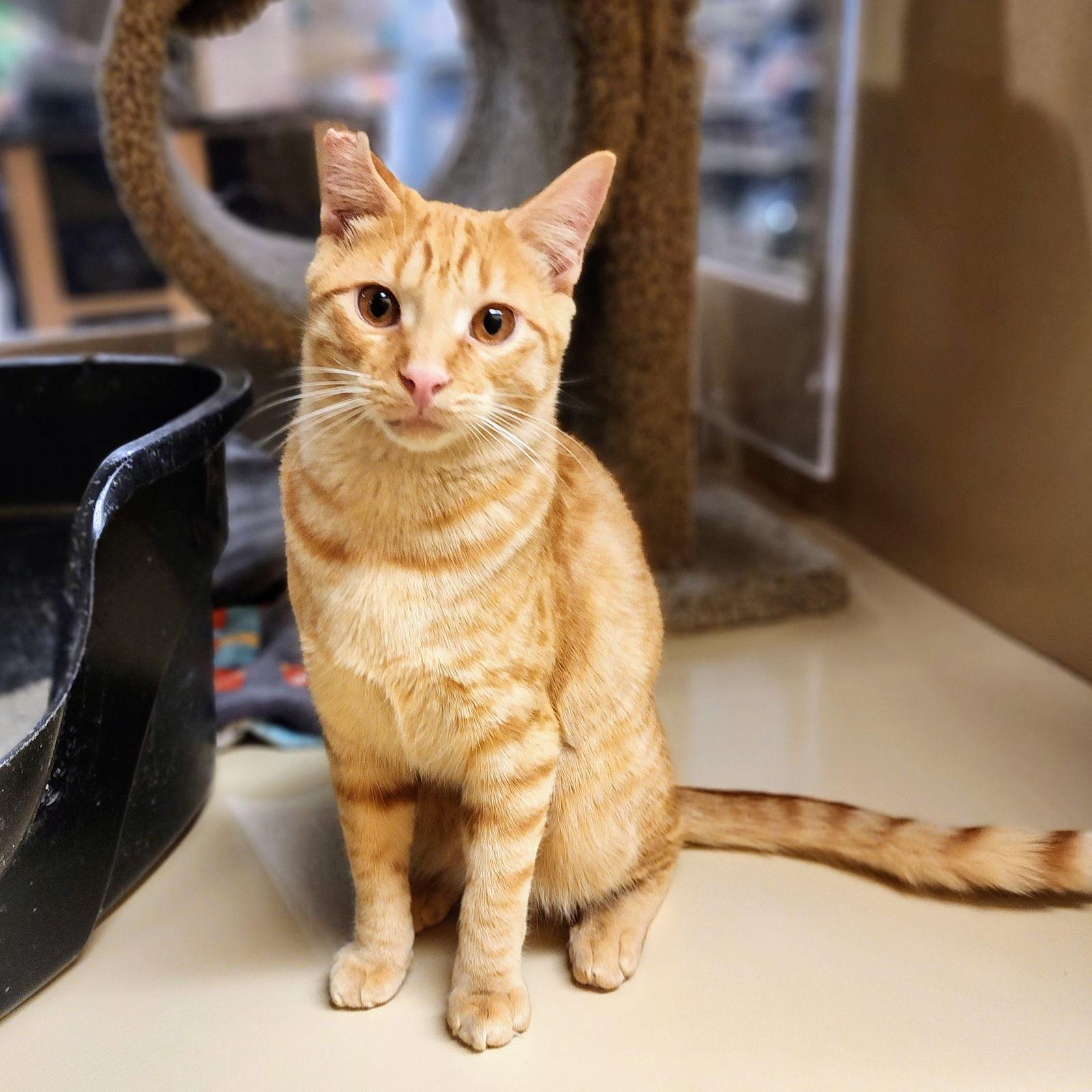 Ralphie, a Adoptable Tabby in Garland, TX image 1/3