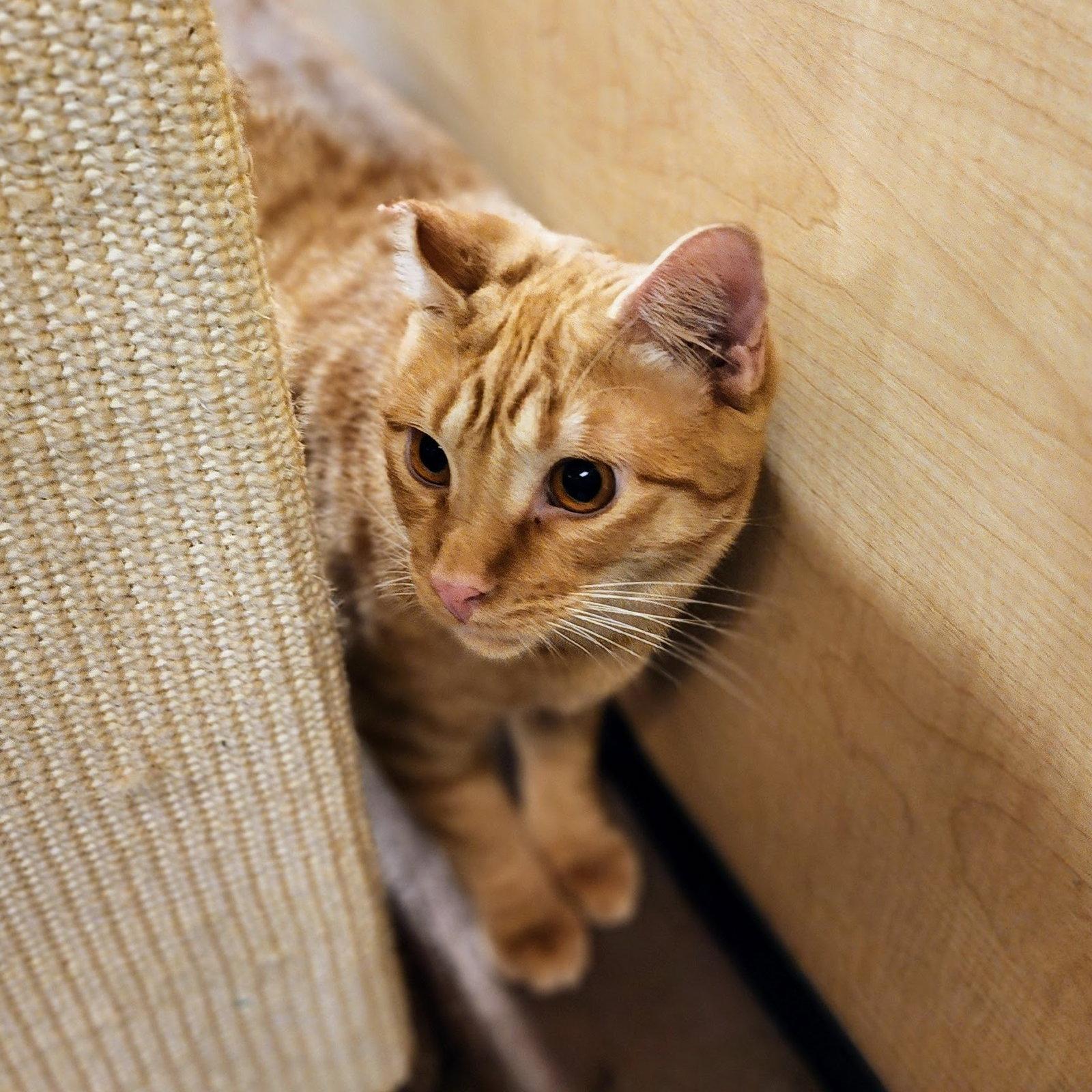 Enlarge Ralphie, a Adoptable Tabby in Garland, TX image 2/3