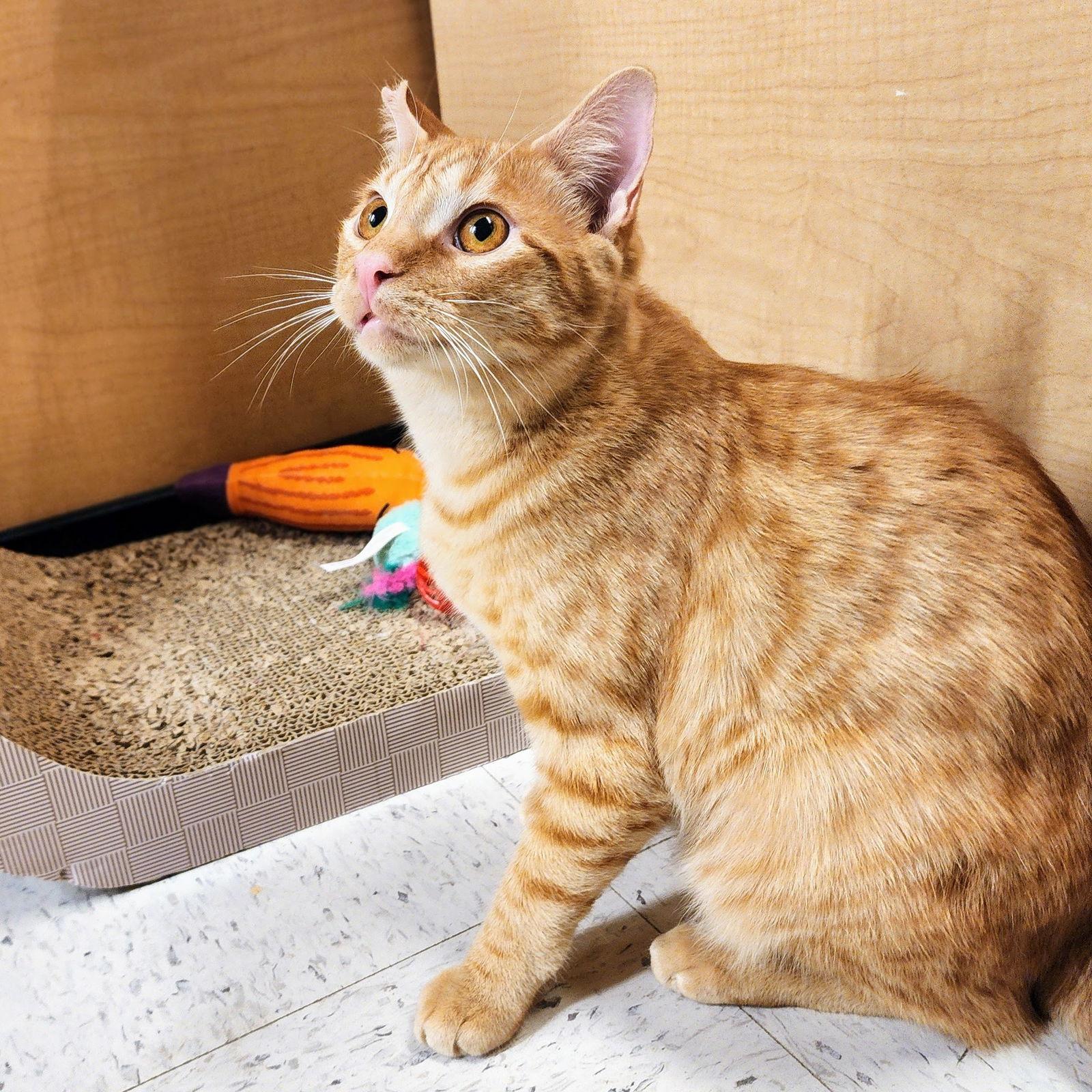Ralphie, Adoptable, Young Male Tabby.