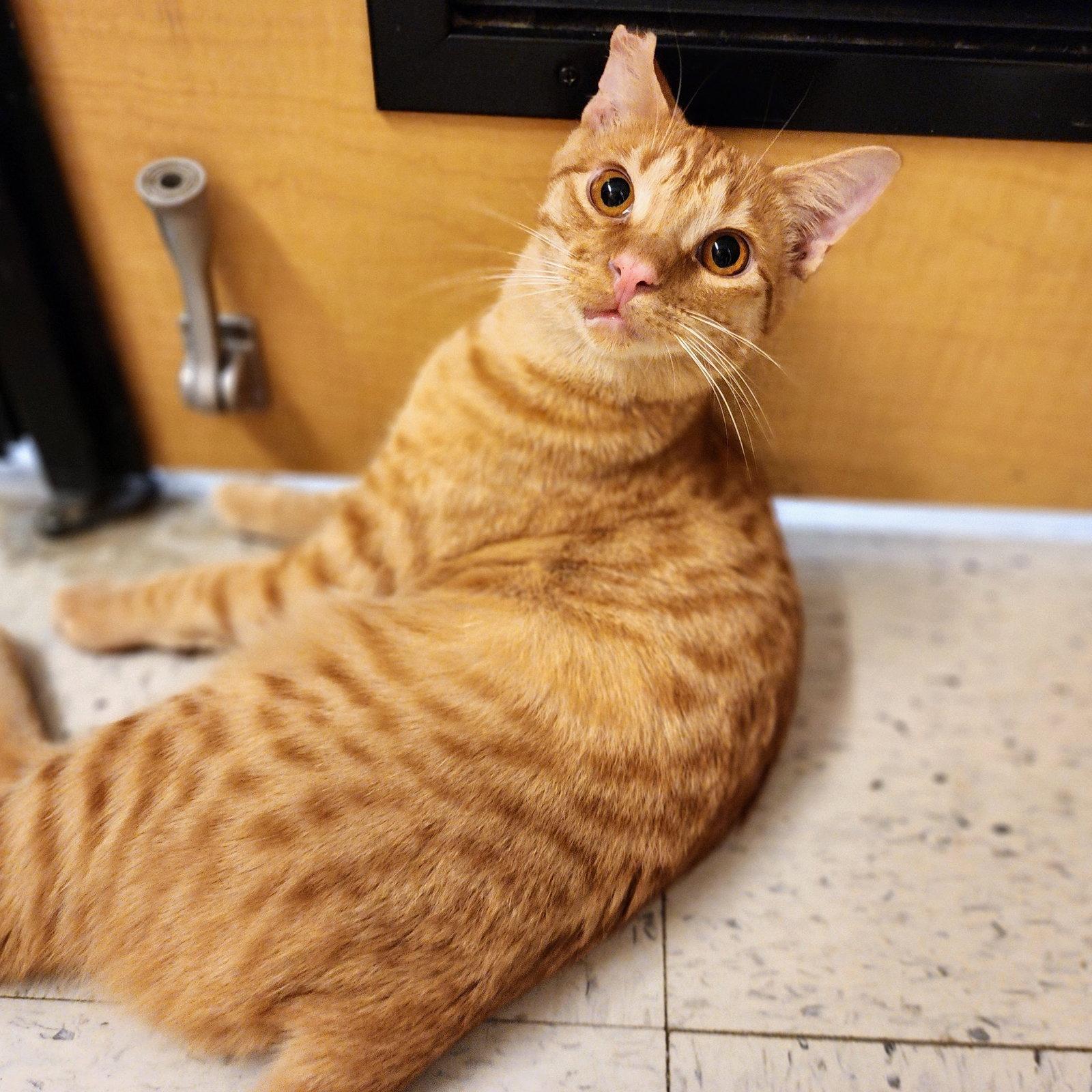 Ralphie, a Adoptable Tabby in Garland, TX image 2/3