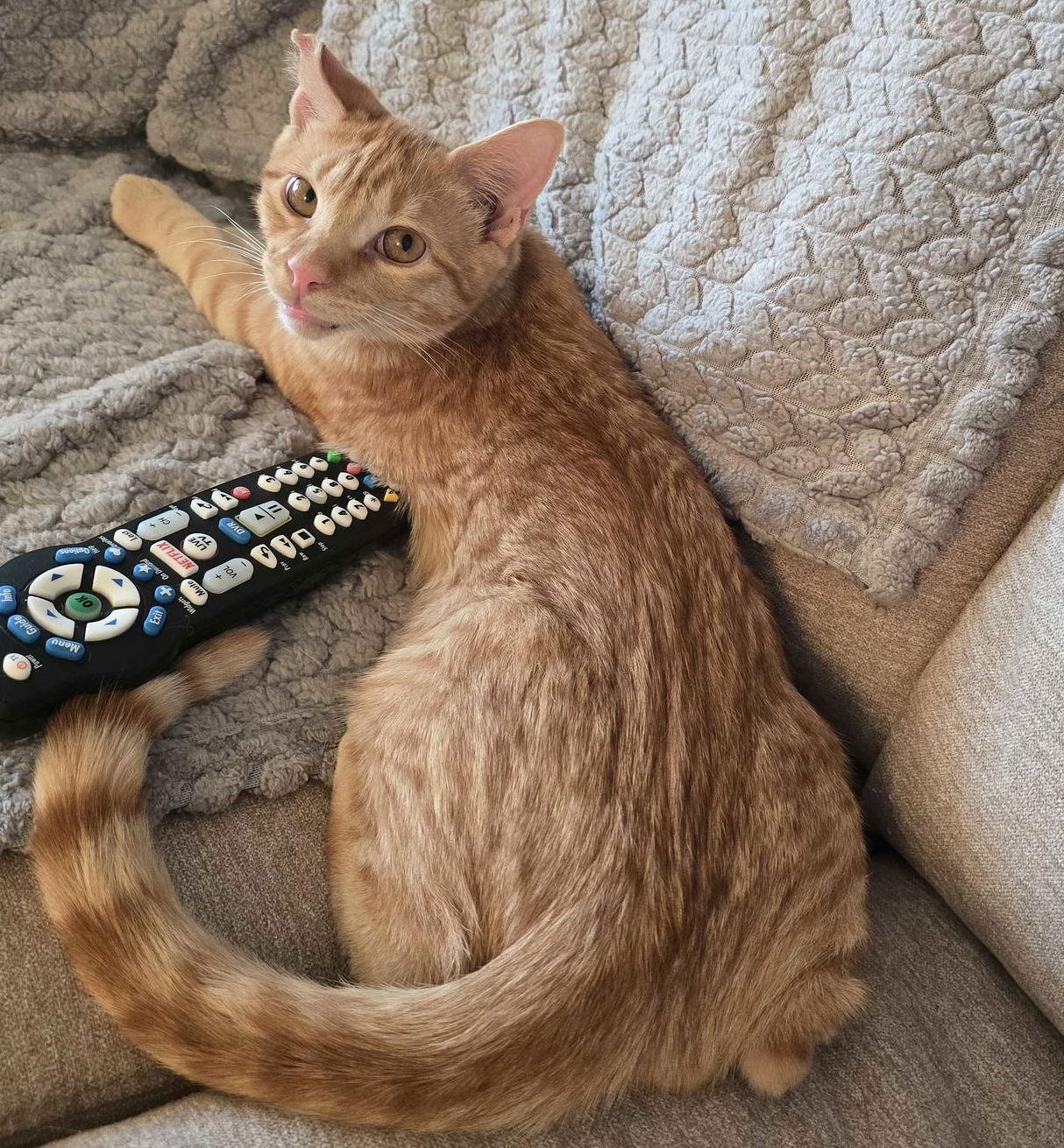 Enlarge Ralphie, a Adoptable Tabby in Garland, TX image 1/3