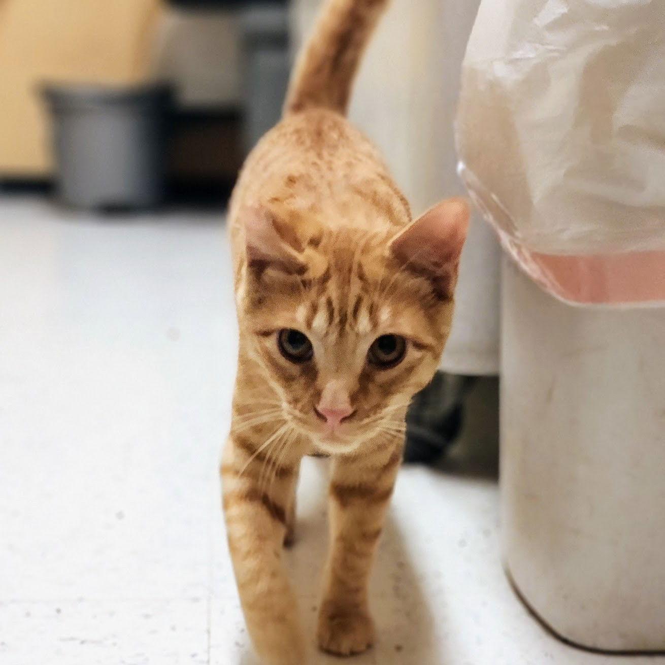 Ralphie, a Adoptable Tabby in Garland, TX image 3/3