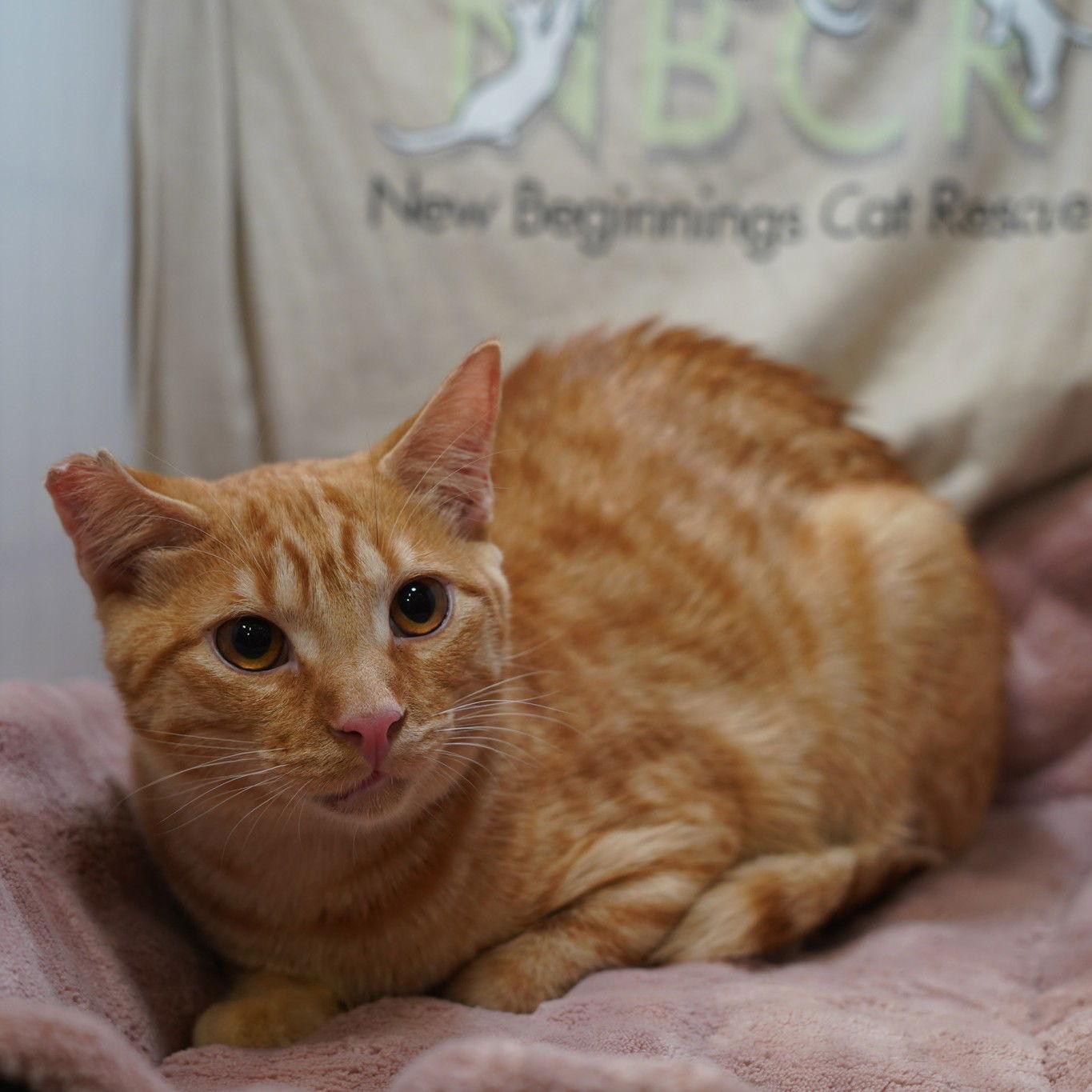 Enlarge Ralphie, a Adoptable Tabby in Garland, TX image 3/3