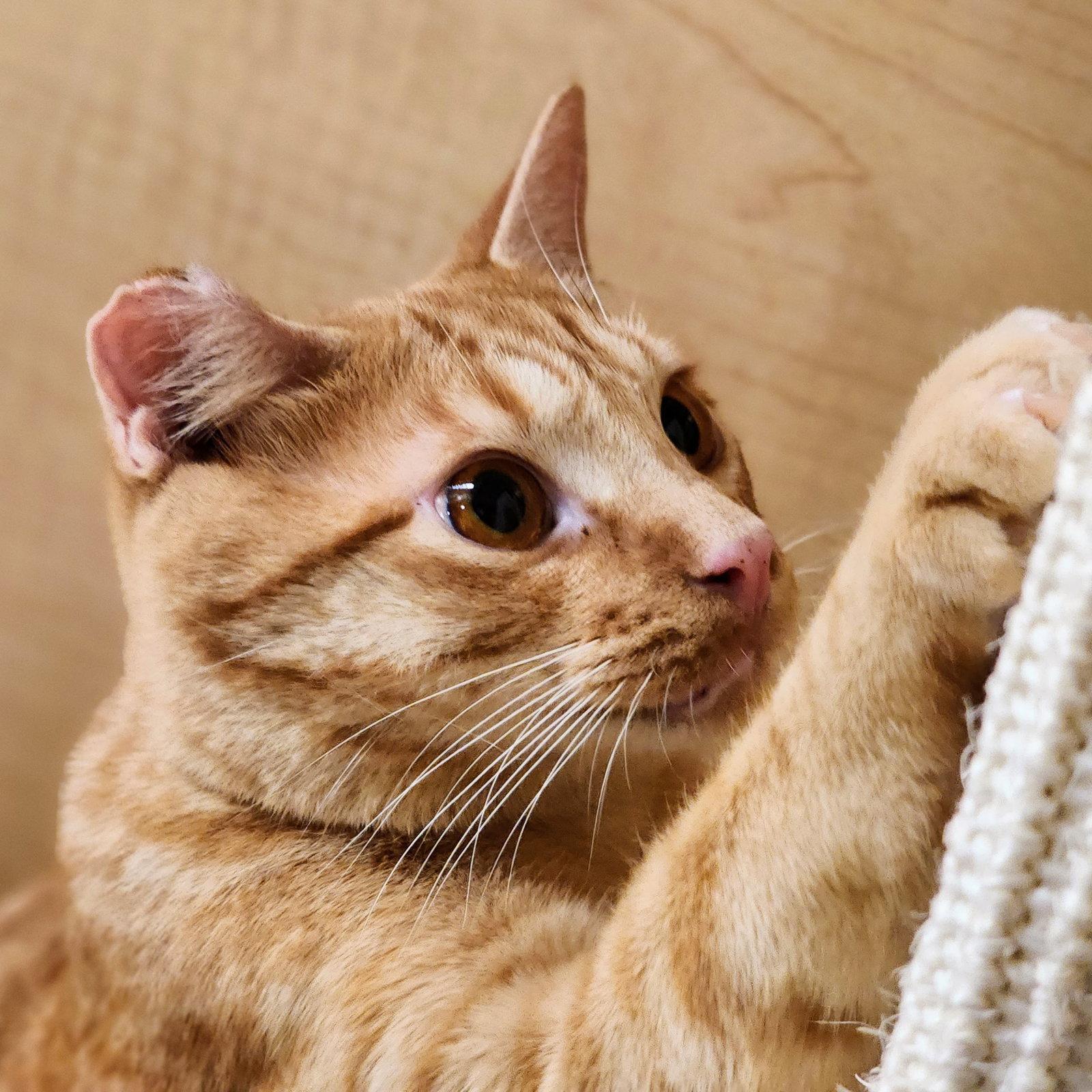 Enlarge Ralphie, a Adoptable Tabby in Garland, TX image 3/3