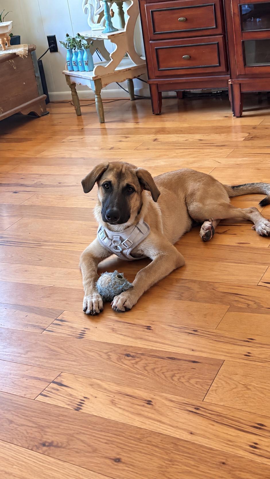 Enlarge AUGGIE (Sweet, Easy Taking Treats, Loves Kids & Dogs, Loves Water, Easy Going, Laid Back), a Adoptable mixed breed in Fayetteville, NC image 3/6
