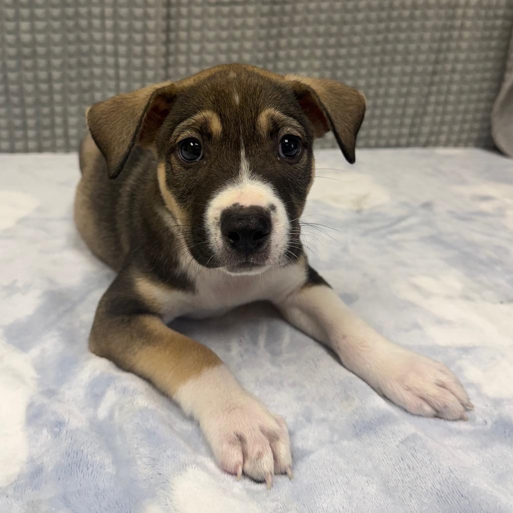 Fanta, Adoptable, Puppy Male Pit Bull Terrier & Mixed Breed.