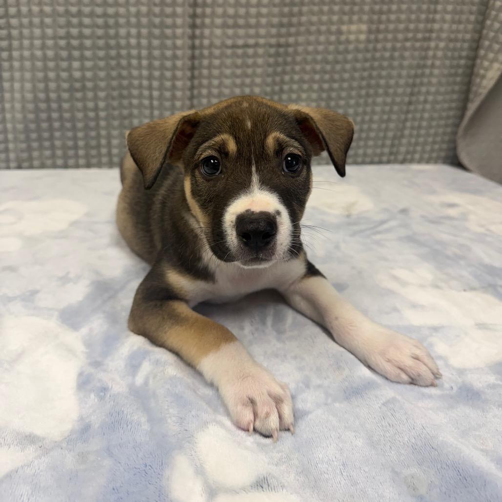 Fanta, a Adoptable mixed breed in Bryan, TX image 2/3