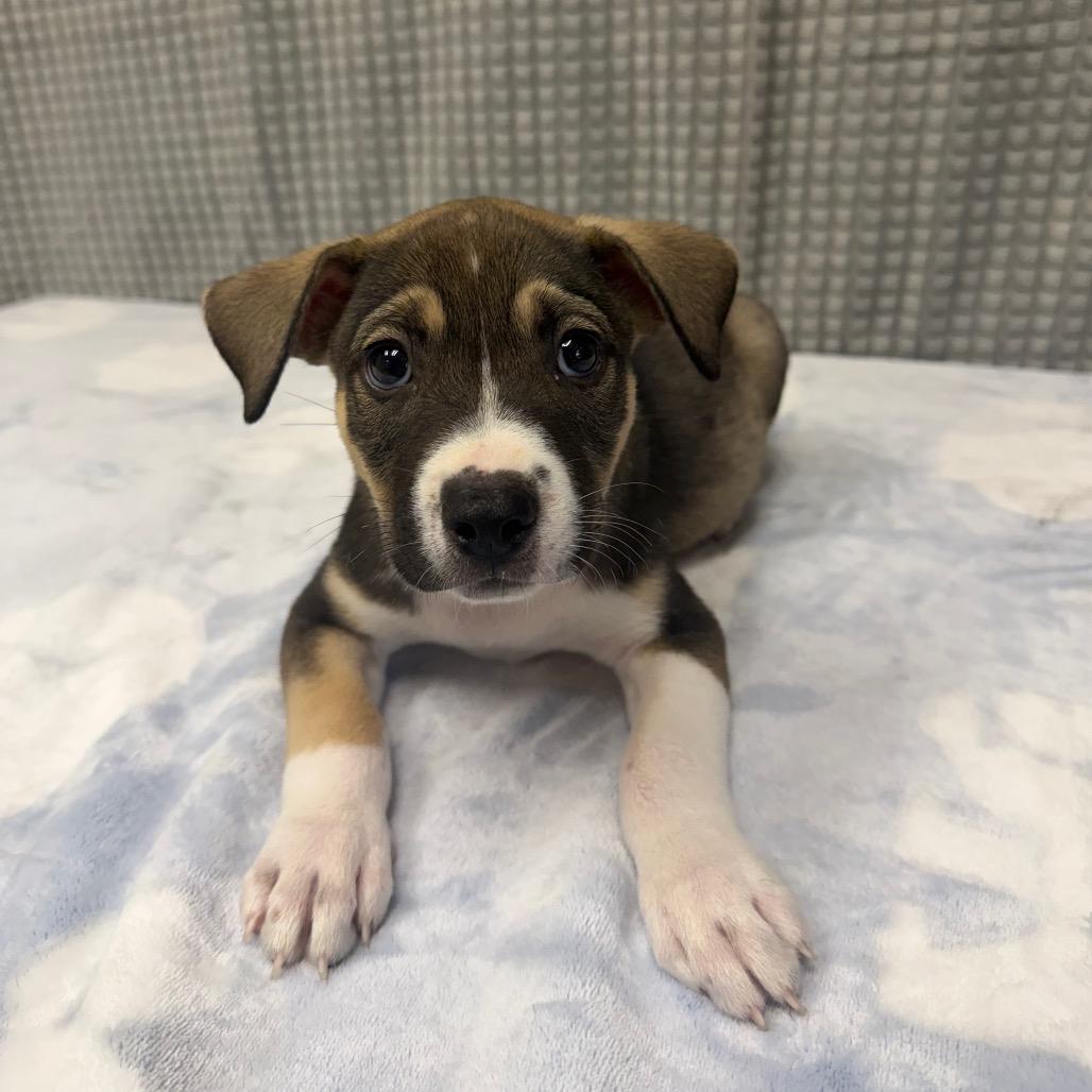 Fanta, a Adoptable mixed breed in Bryan, TX image 3/3