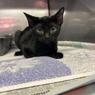 Barton, adopted, Young Male Domestic Short Hair.
