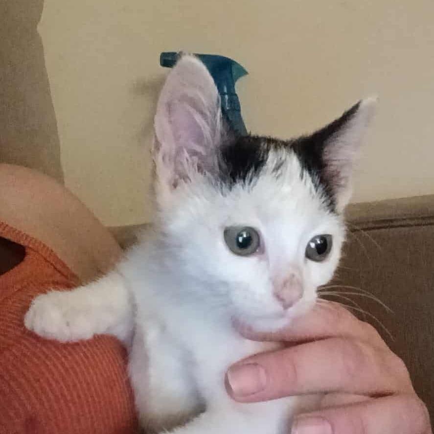 Princess, Adoptable, Kitten Female Domestic Short Hair.