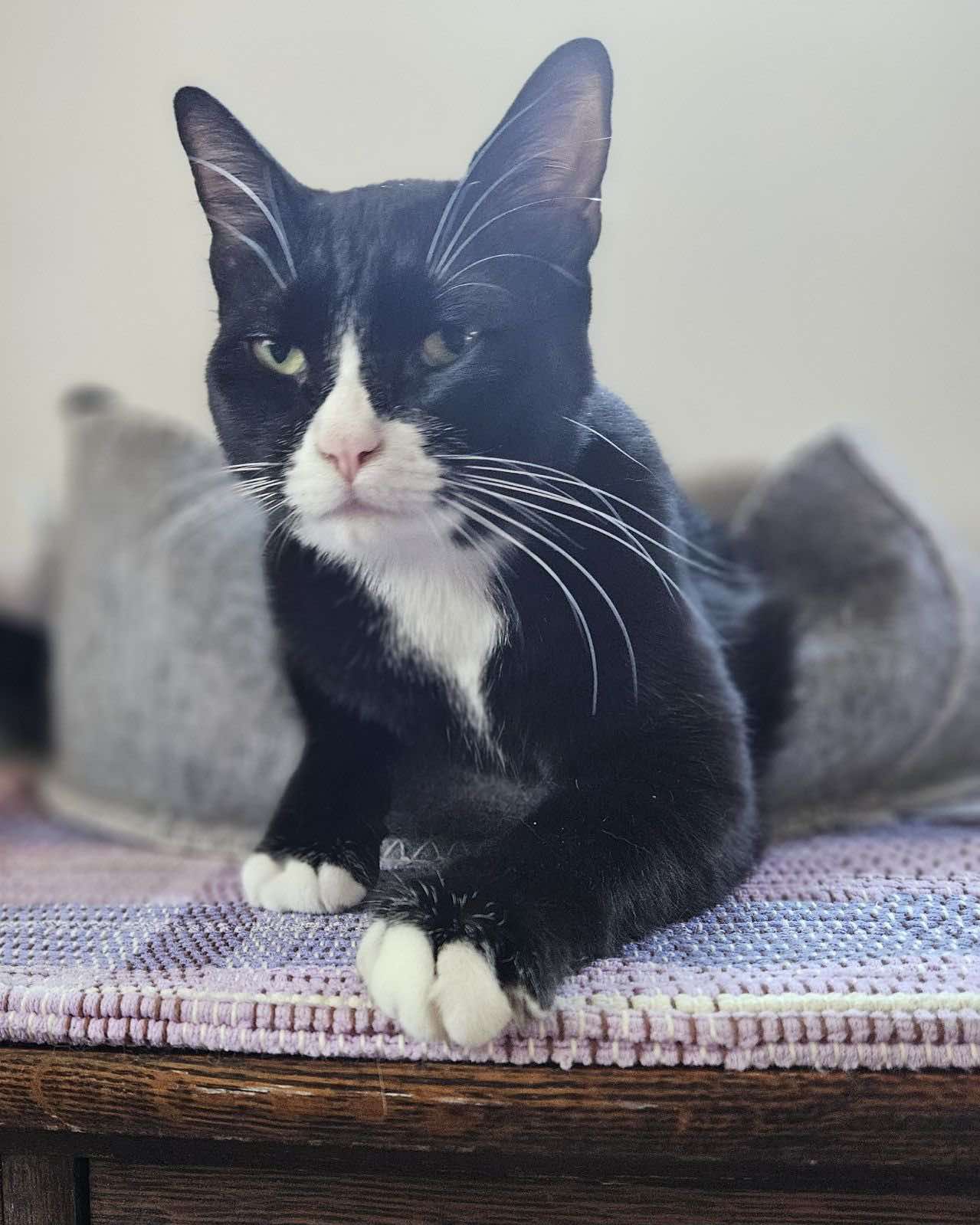 Artemis