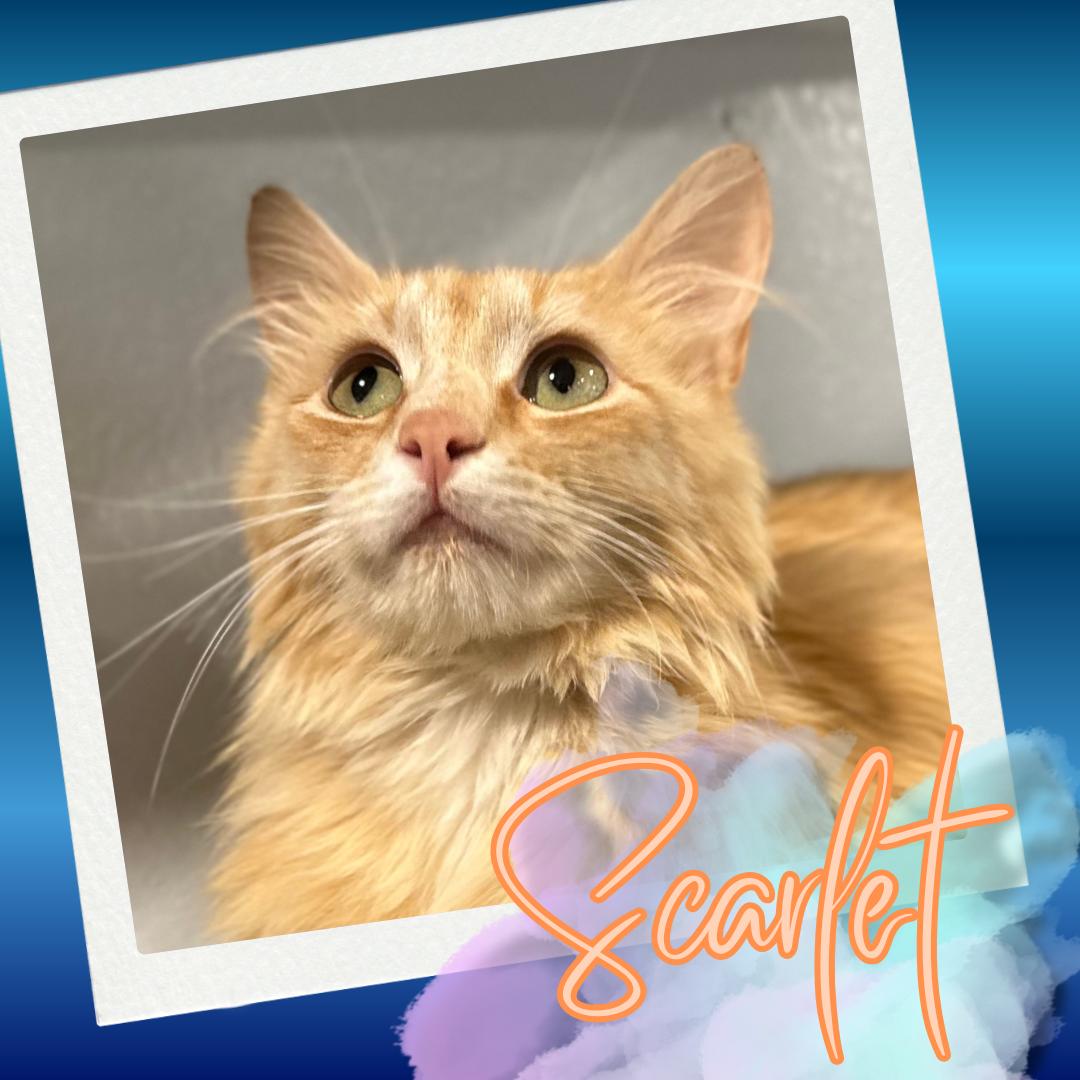 Scarlet