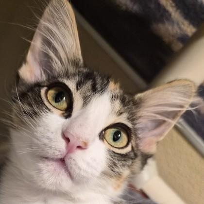 Thriller, Adoptable, Kitten Female Domestic Medium Hair & Domestic Short Hair.