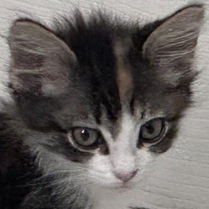 Enlarge Thriller, a Adoptable mixed breed in Pleasanton, CA image 1/3