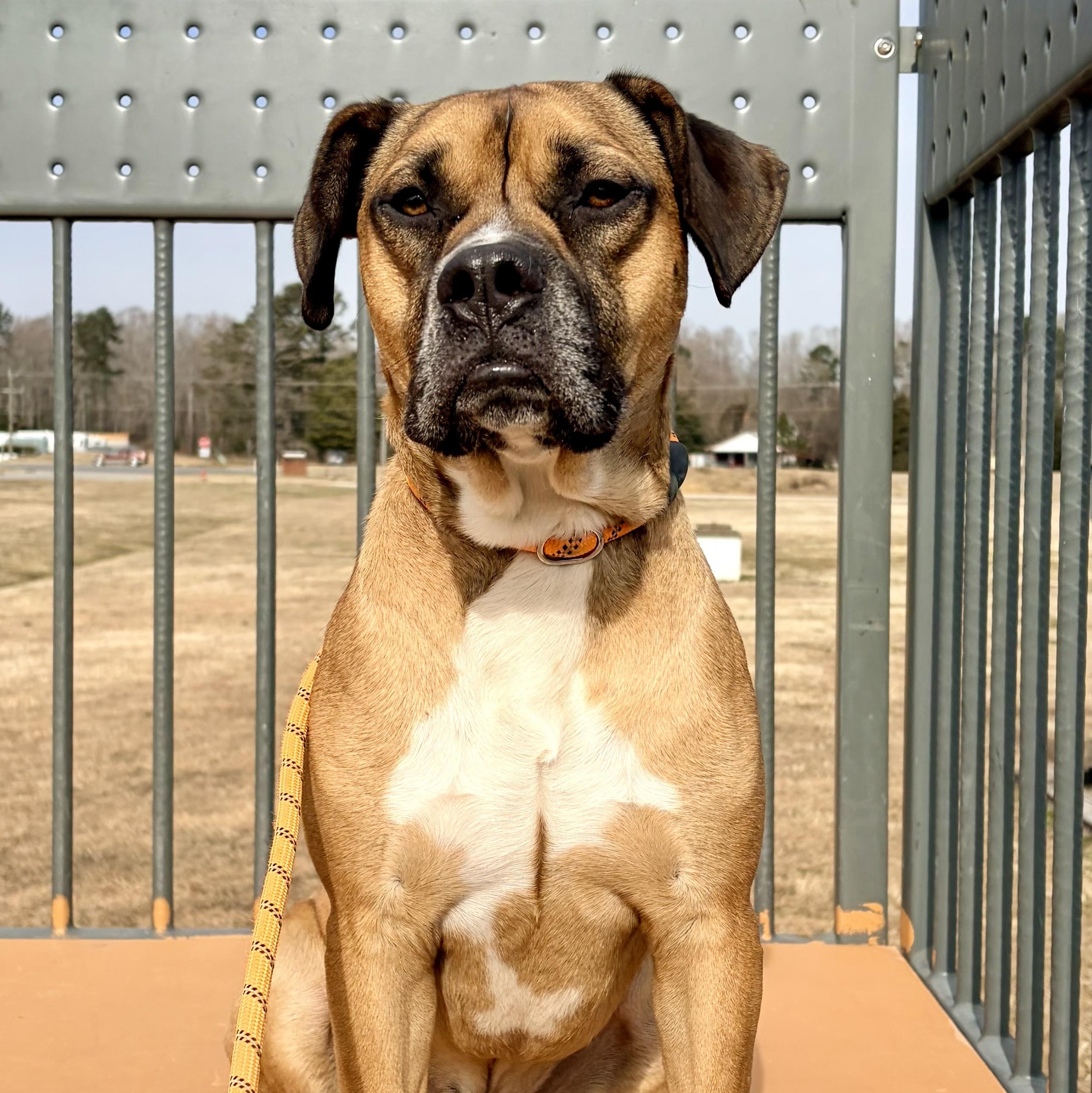 Enlarge Tyson, a Adoptable mixed breed in Saluda, VA image 3/6