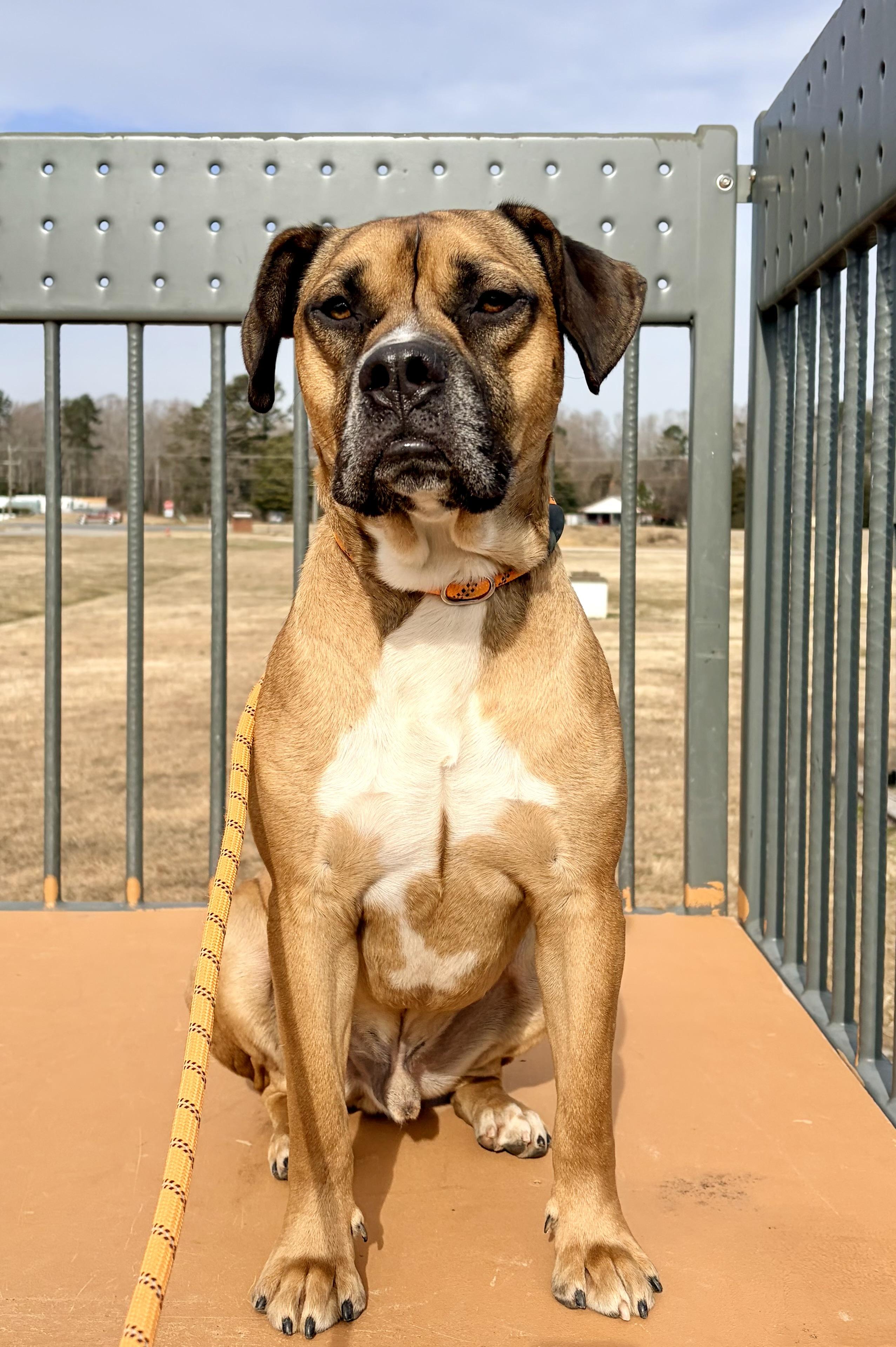 Enlarge Tyson, a Adoptable mixed breed in Saluda, VA image 6/6