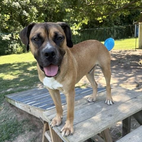 Tyson, a Adoptable mixed breed in Saluda, VA image 2/5