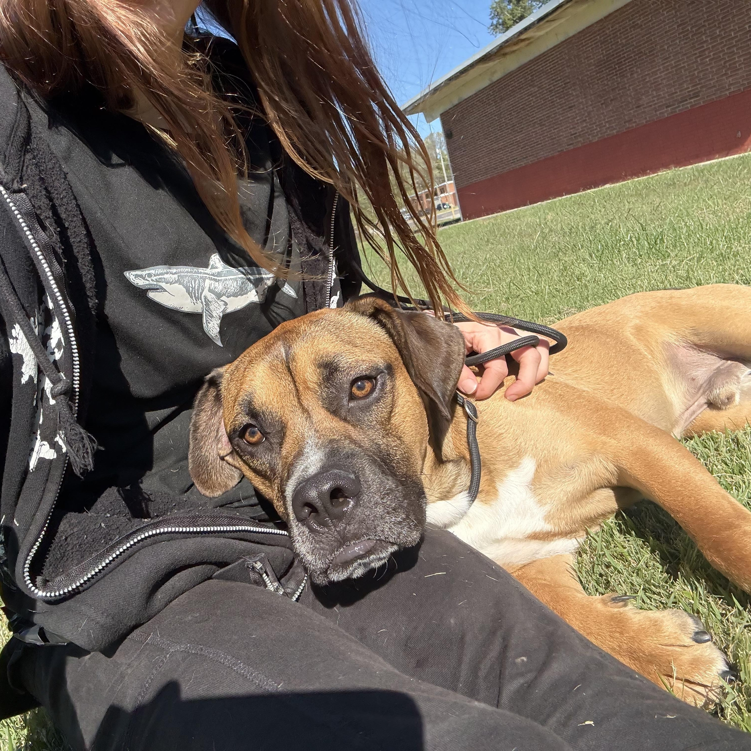 Enlarge Tyson, a Adoptable mixed breed in Saluda, VA image 5/6