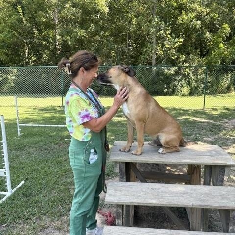 Tyson, a Adoptable mixed breed in Saluda, VA image 3/5