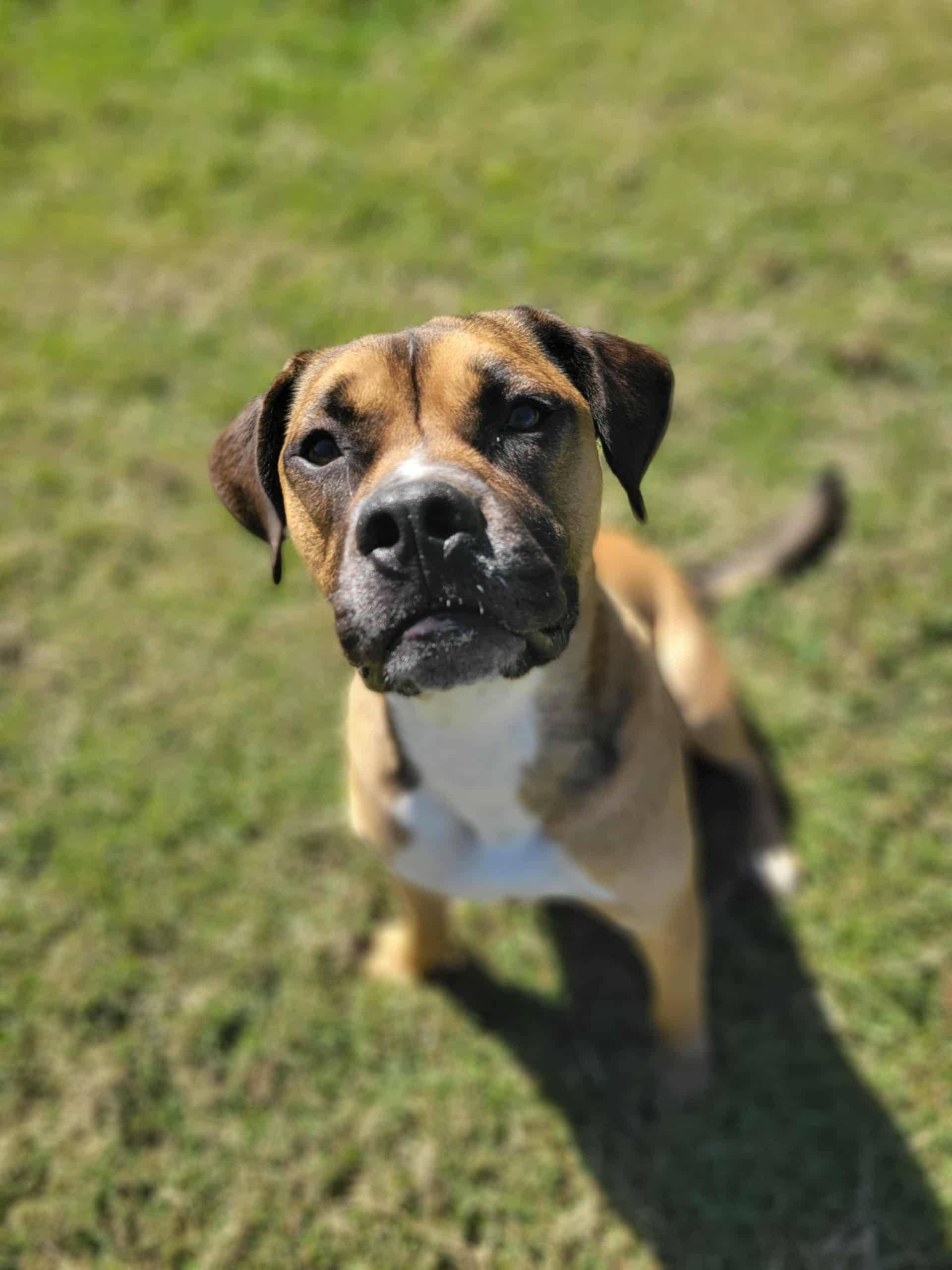 Tyson, a Adoptable mixed breed in Saluda, VA image 1/5