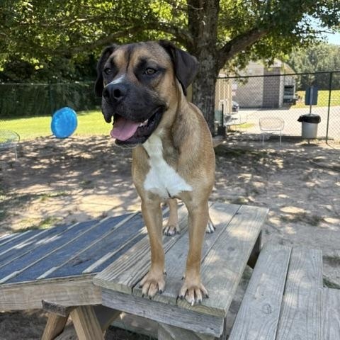 Tyson, a Adoptable mixed breed in Saluda, VA image 5/5