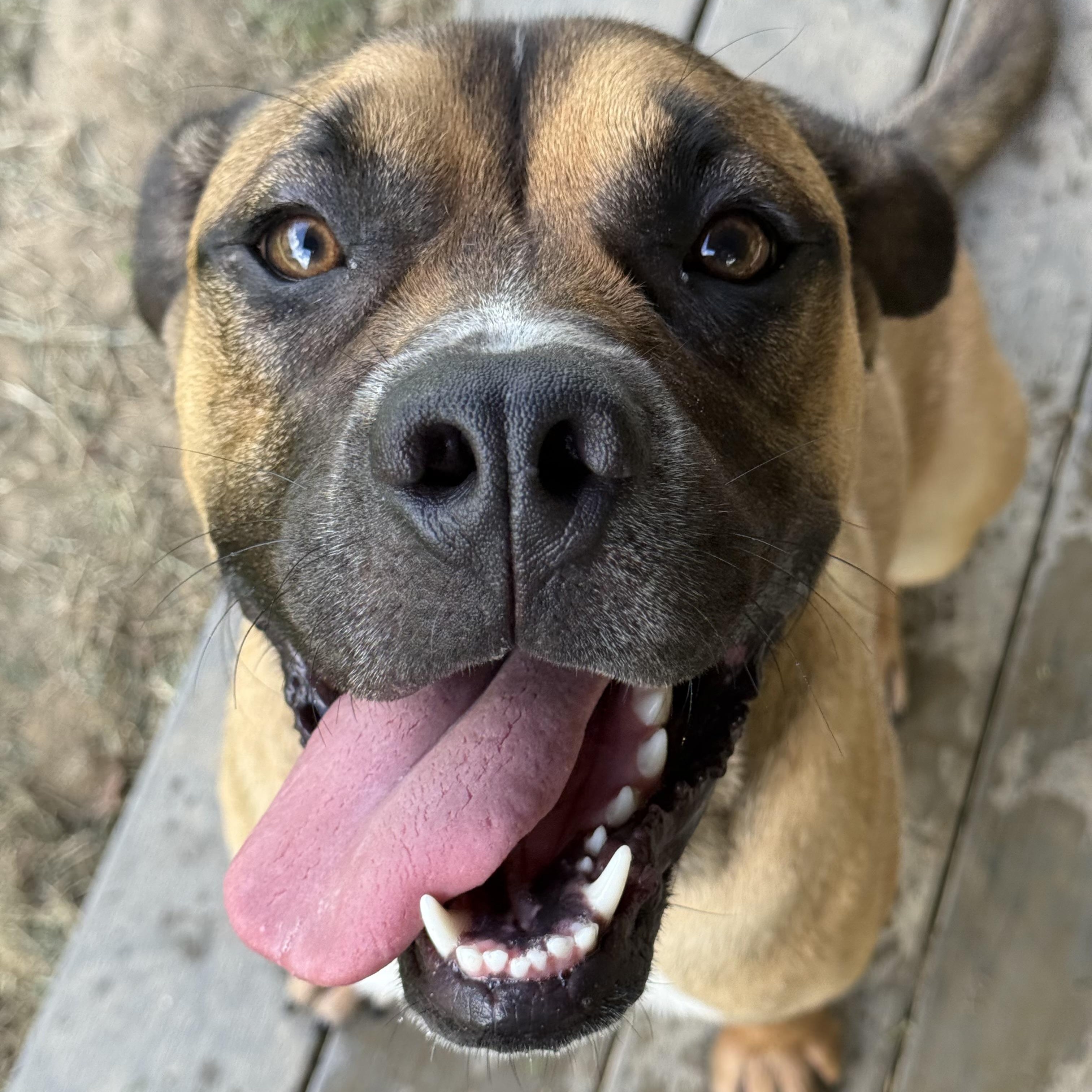 Enlarge Tyson, a Adoptable mixed breed in Saluda, VA image 6/6