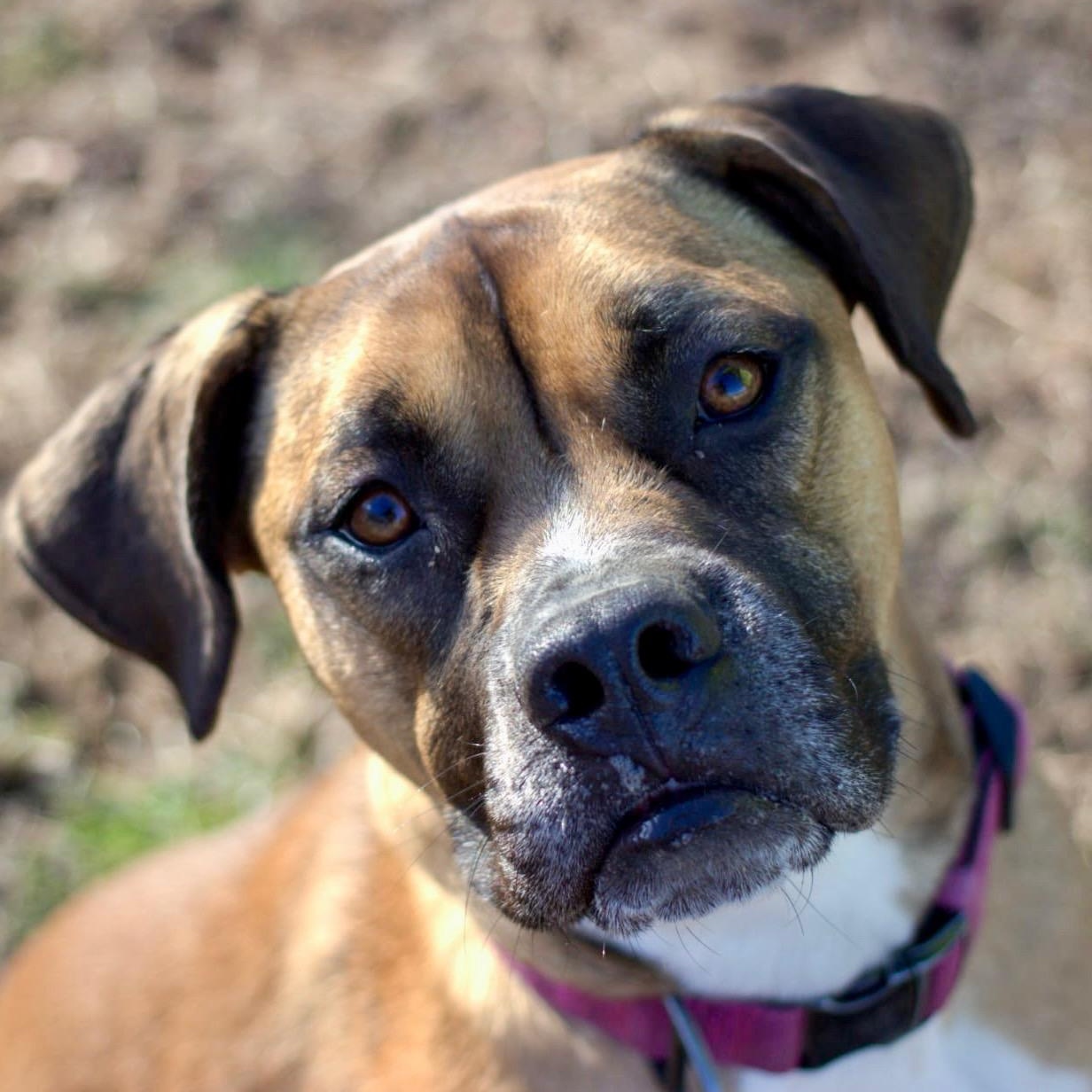 Enlarge Tyson, a Adoptable mixed breed in Saluda, VA image 4/6