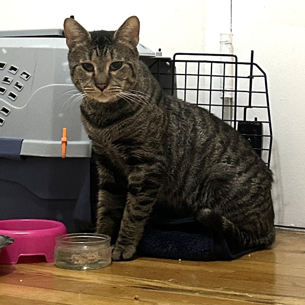 Enlarge Costello, a Adoptable Domestic Short Hair in New York, NY image 1/6