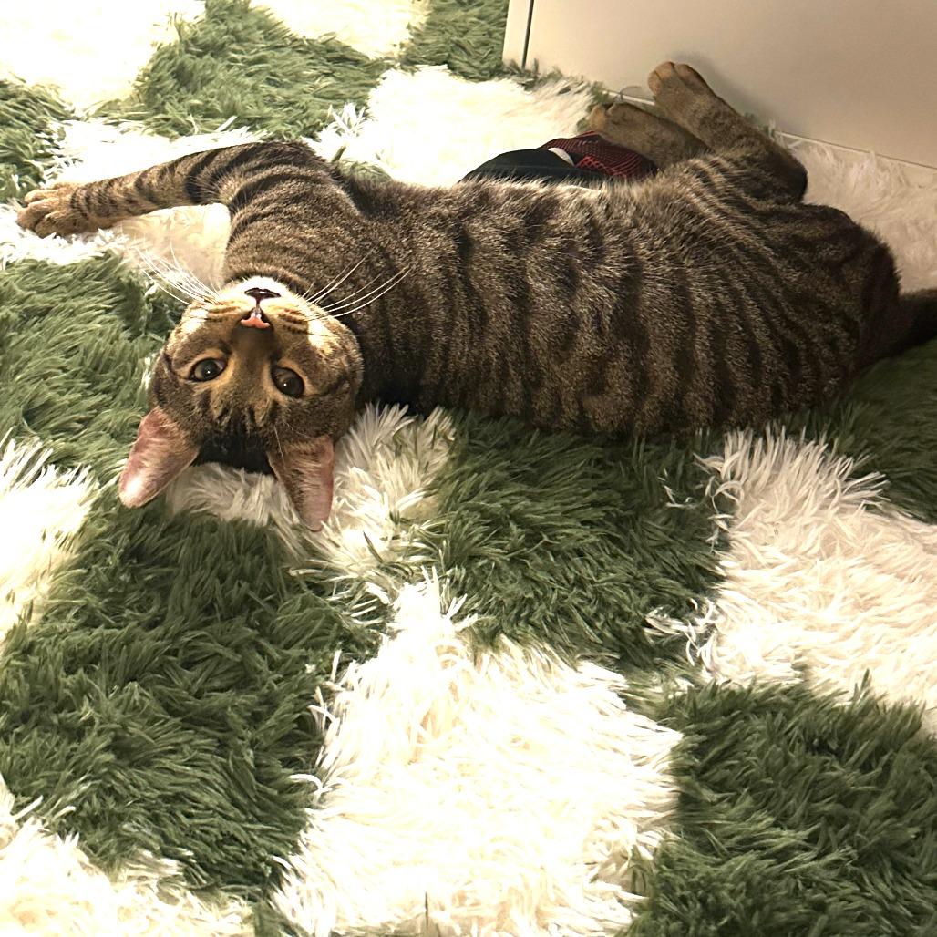 Enlarge Costello, a Adoptable Domestic Short Hair in New York, NY image 2/6