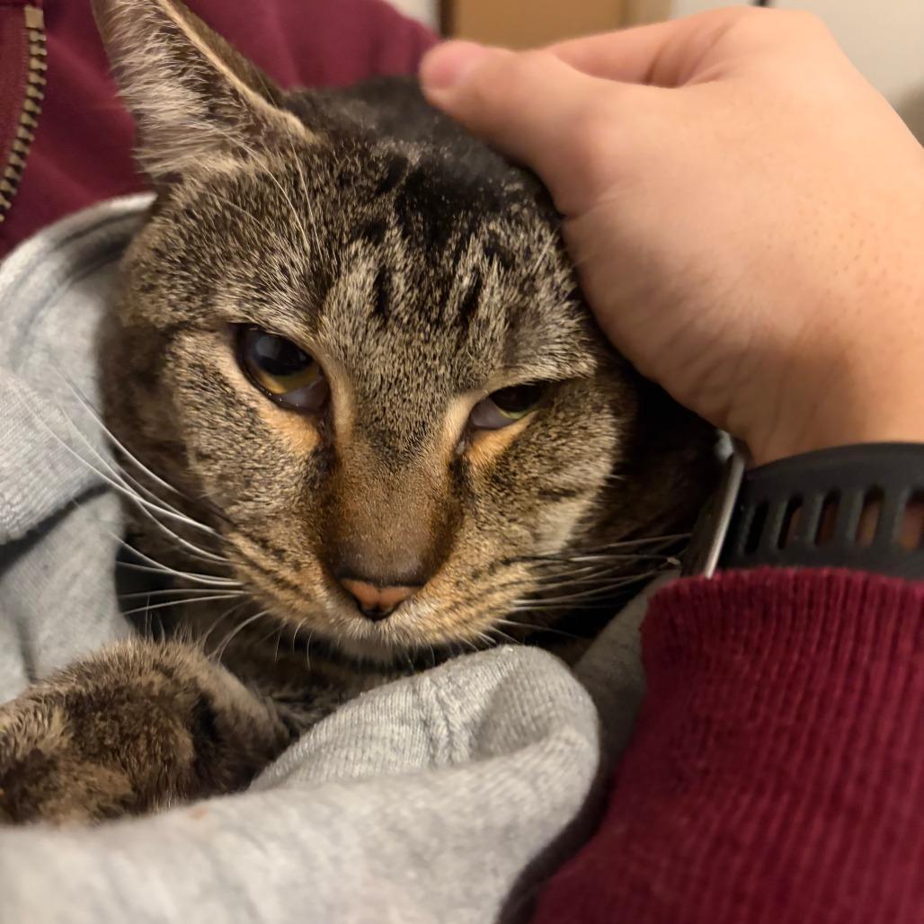 Enlarge Costello, a Adoptable Domestic Short Hair in New York, NY image 3/6