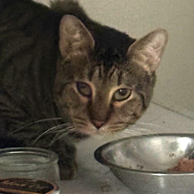 Enlarge Costello, a Adoptable Domestic Short Hair in New York, NY image 4/6