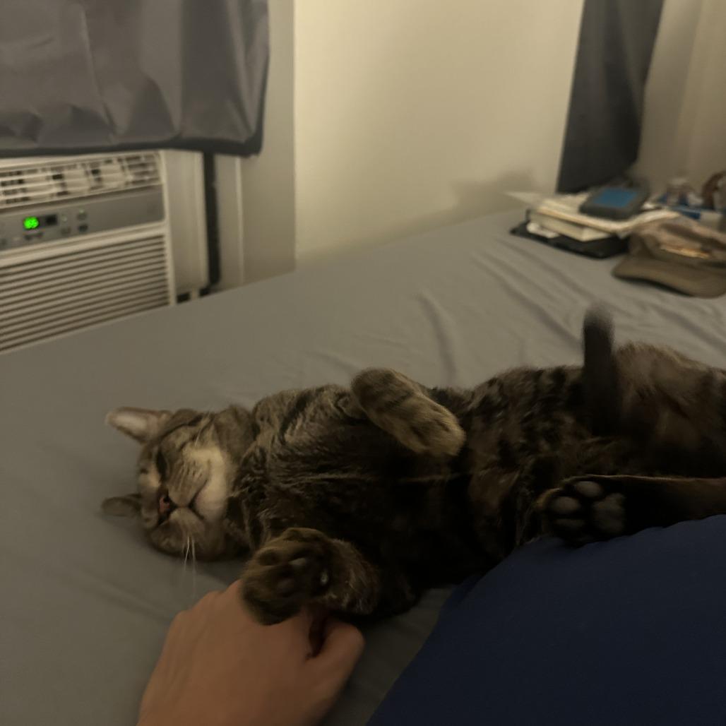 Enlarge Costello, a Adoptable Domestic Short Hair in New York, NY image 3/6