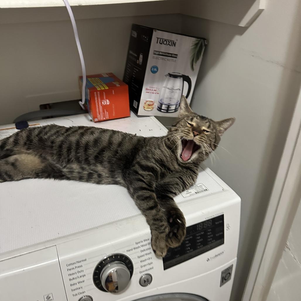 Enlarge Costello, a Adoptable Domestic Short Hair in New York, NY image 4/6