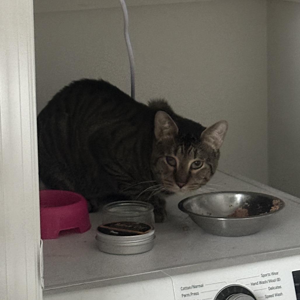 Enlarge Costello, a Adoptable Domestic Short Hair in New York, NY image 5/6