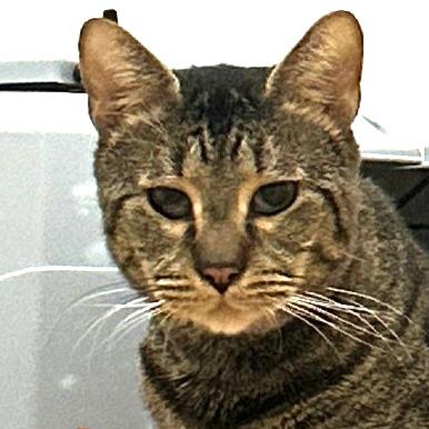 Enlarge Costello, a Adoptable Domestic Short Hair in New York, NY image 5/6