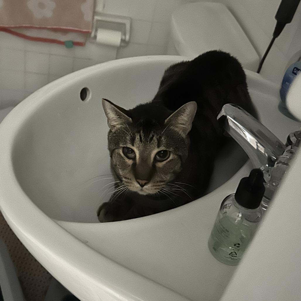 Enlarge Costello, a Adoptable Domestic Short Hair in New York, NY image 6/6