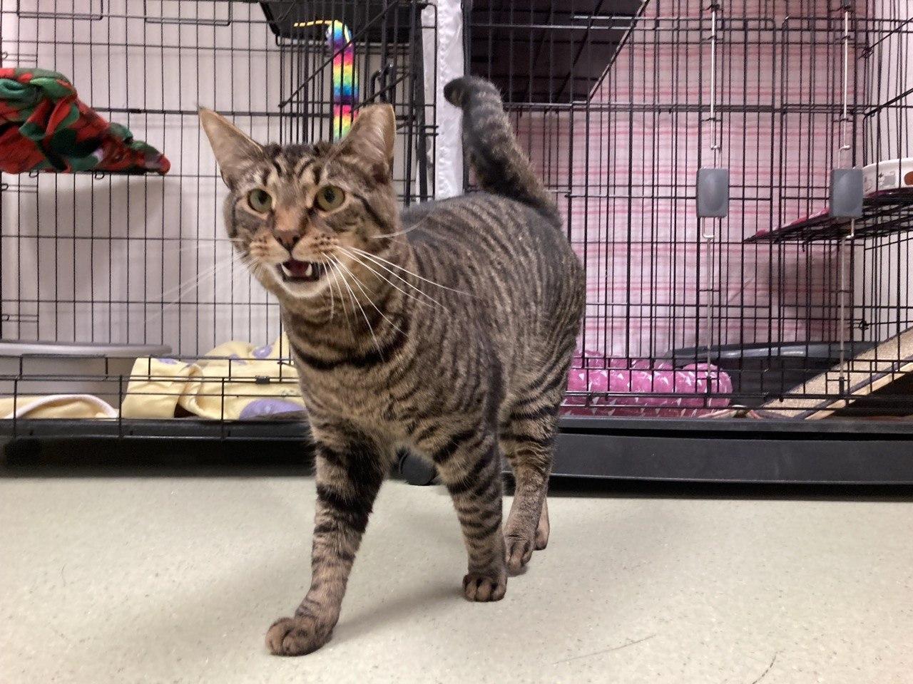 Charm, Adoptable, Adult Male Domestic Short Hair.