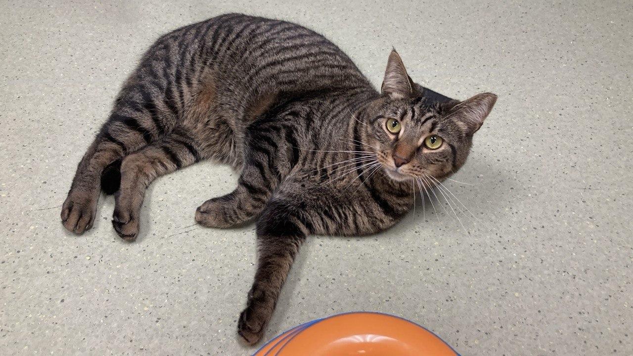 Enlarge Charm, a Adoptable Domestic Short Hair in Cincinnati, OH image 2/4