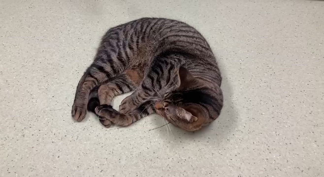 Enlarge Charm, a Adoptable Domestic Short Hair in Cincinnati, OH video 4/4