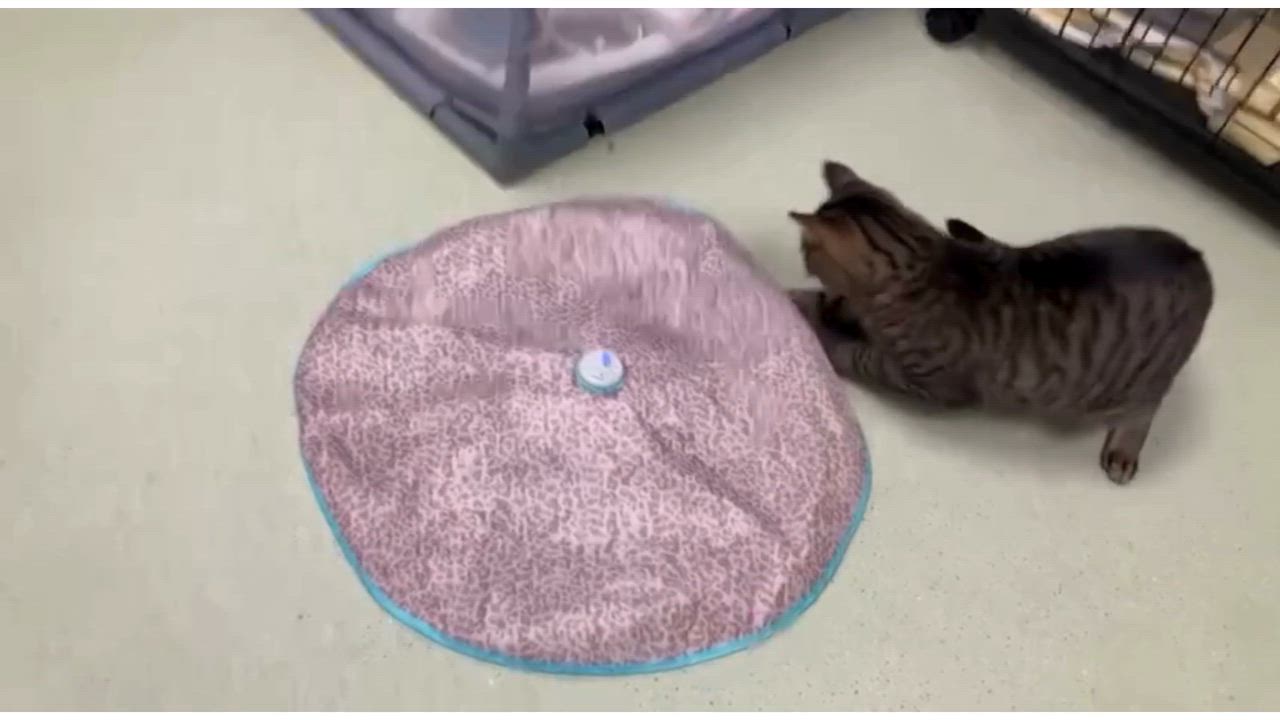 Enlarge Charm, a Adoptable Domestic Short Hair in Cincinnati, OH video 3/4