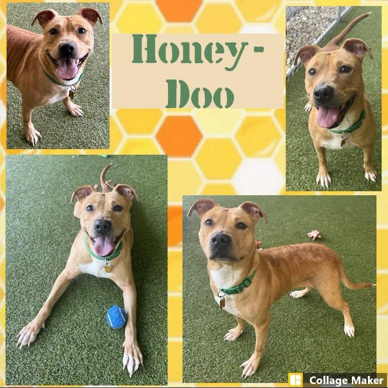 Honey-Doo, adopted, Adult Female Boston Terrier & Pit Bull Terrier.