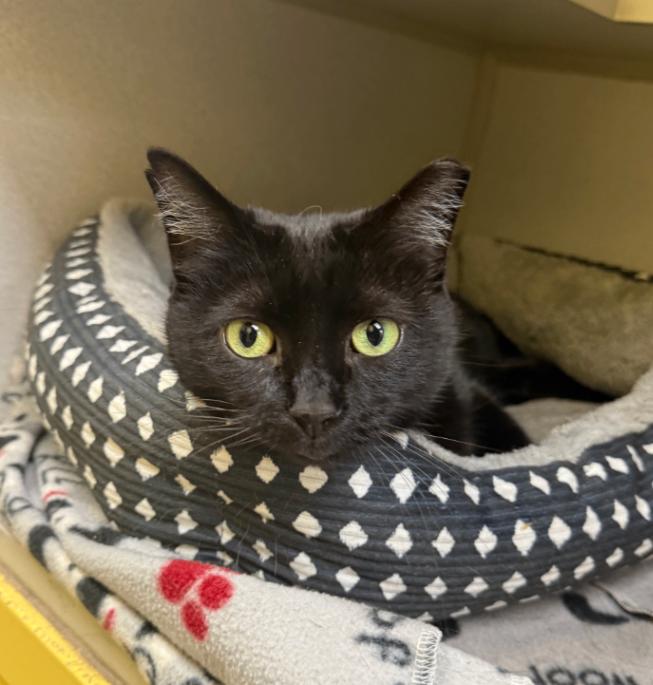 Athena, Adoptable, Adult Female Domestic Short Hair.