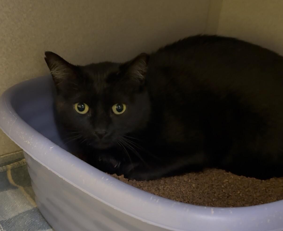 Athena, a Adoptable mixed breed in Osseo, MI image 2/2