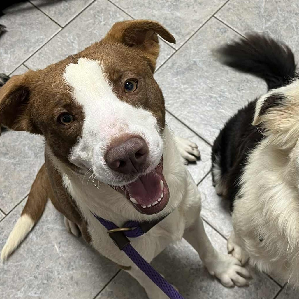 Archie, ADOPTABLE, Adult Male Hound.