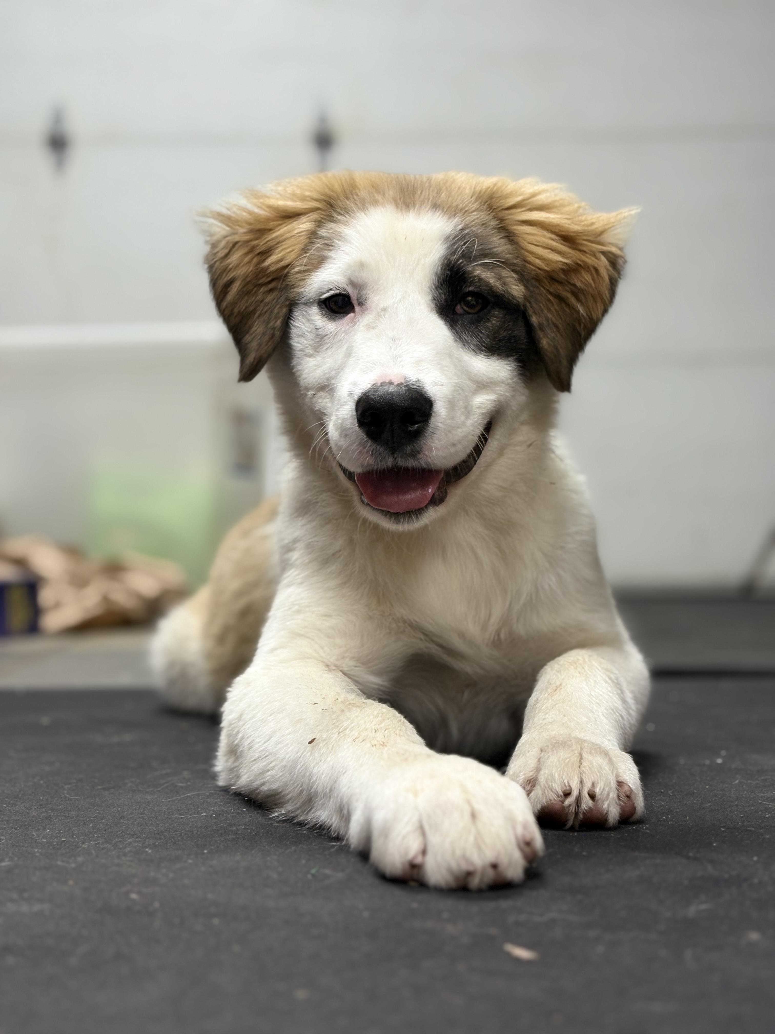 Enlarge Atlas, a Adopted mixed breed in Discovery Bay, CA image 1/4
