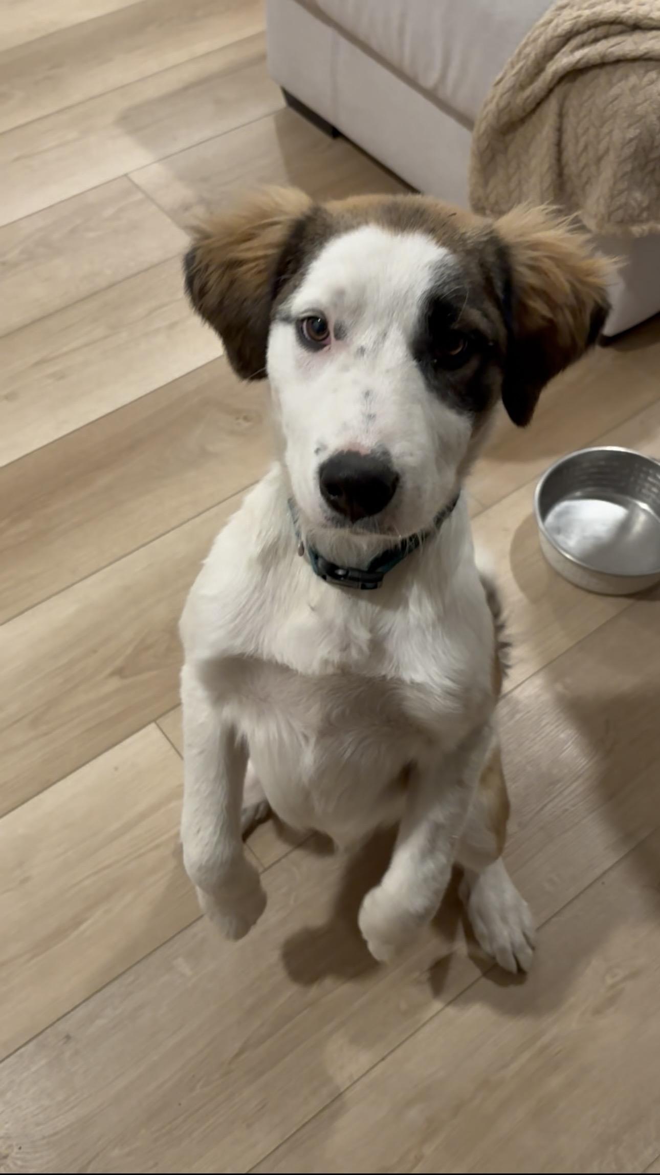 Enlarge Atlas, a Adopted mixed breed in Discovery Bay, CA image 4/4