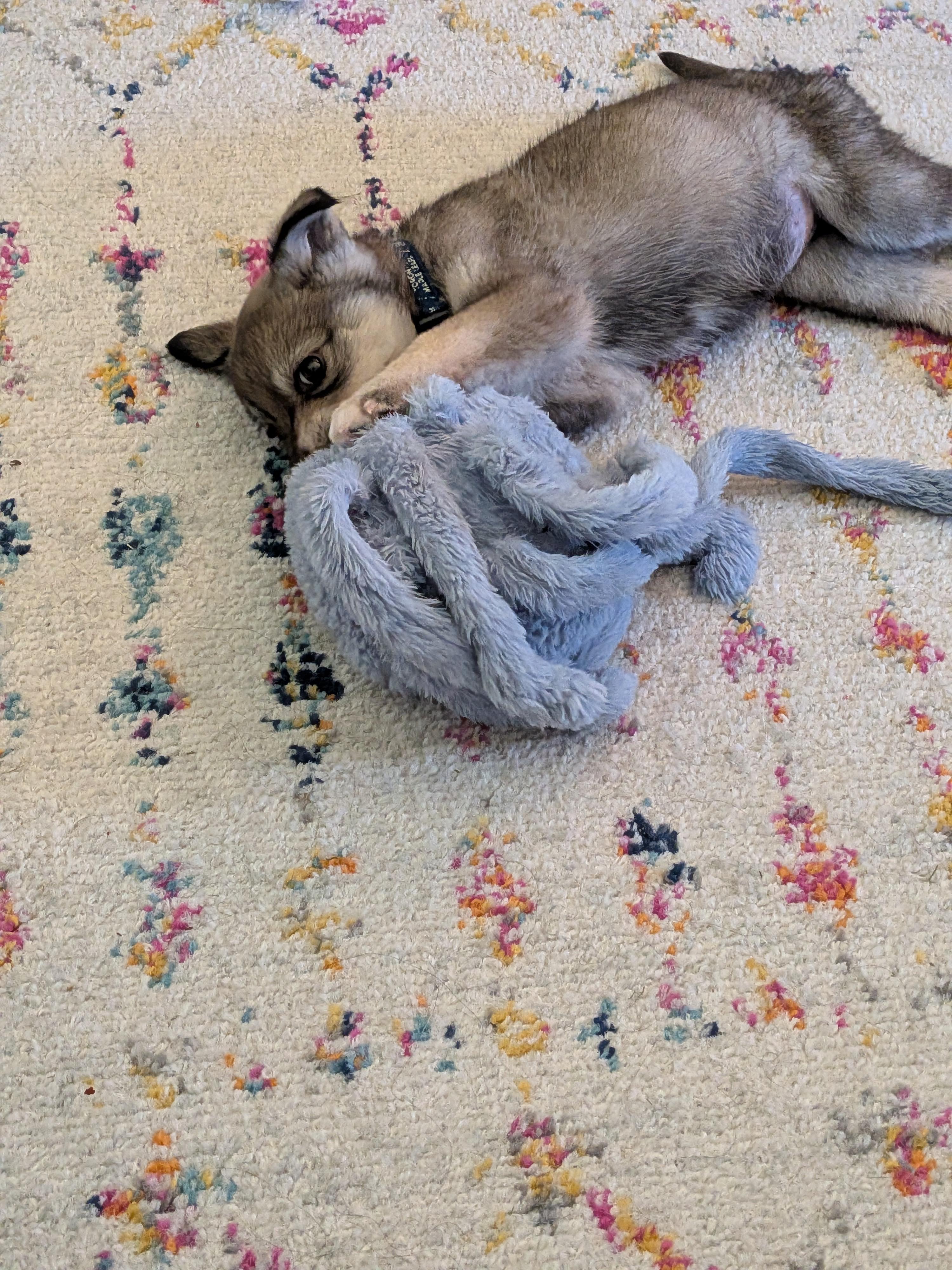 Jayla, a Adoptable mixed breed in Oshawa, ON image 2/5