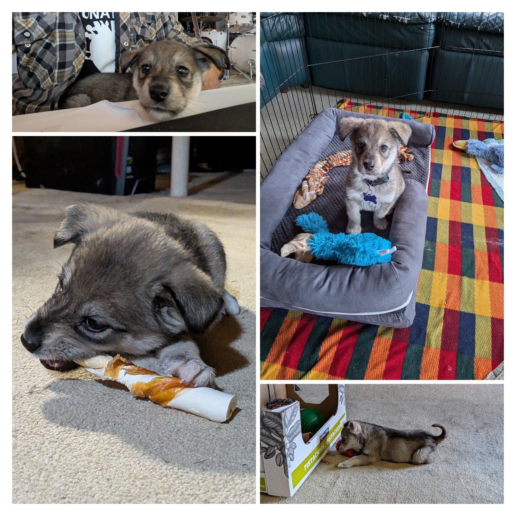 Jayla, a Adoptable mixed breed in Oshawa, ON image 3/5