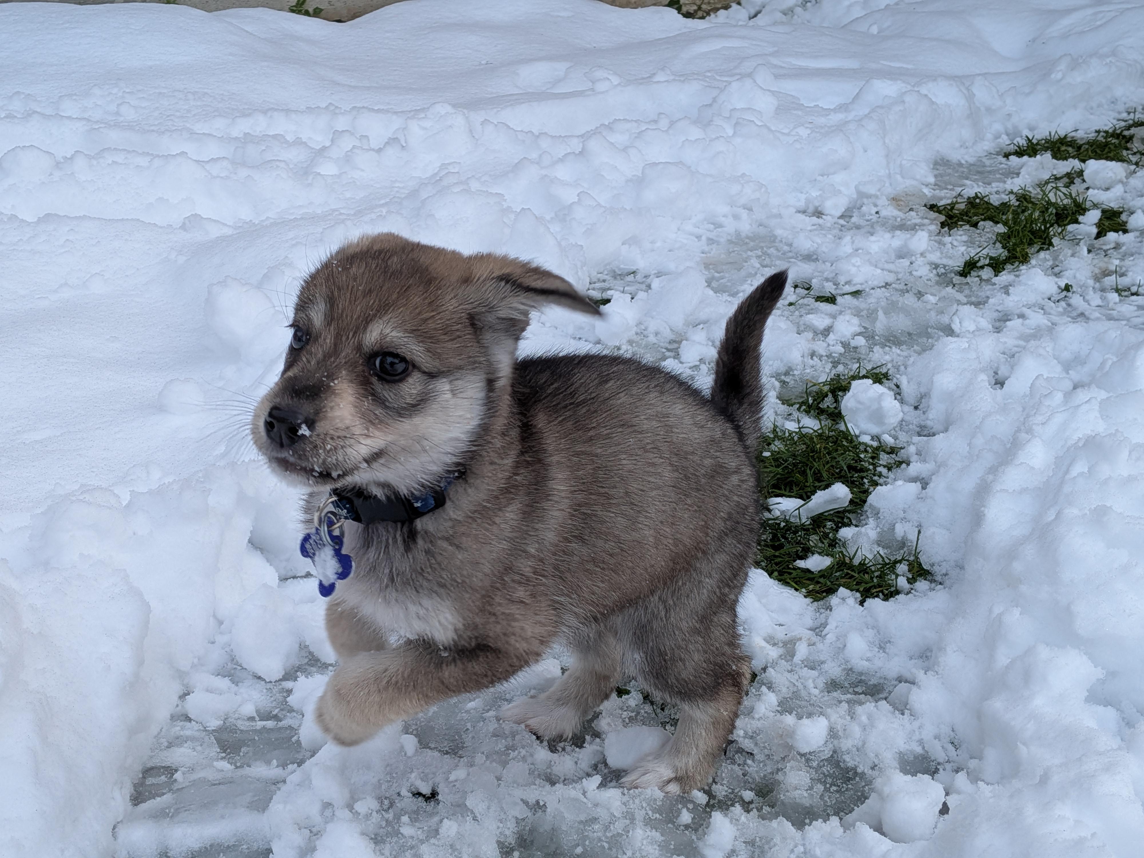 Jayla, Adoptable, Puppy Female Mixed Breed.